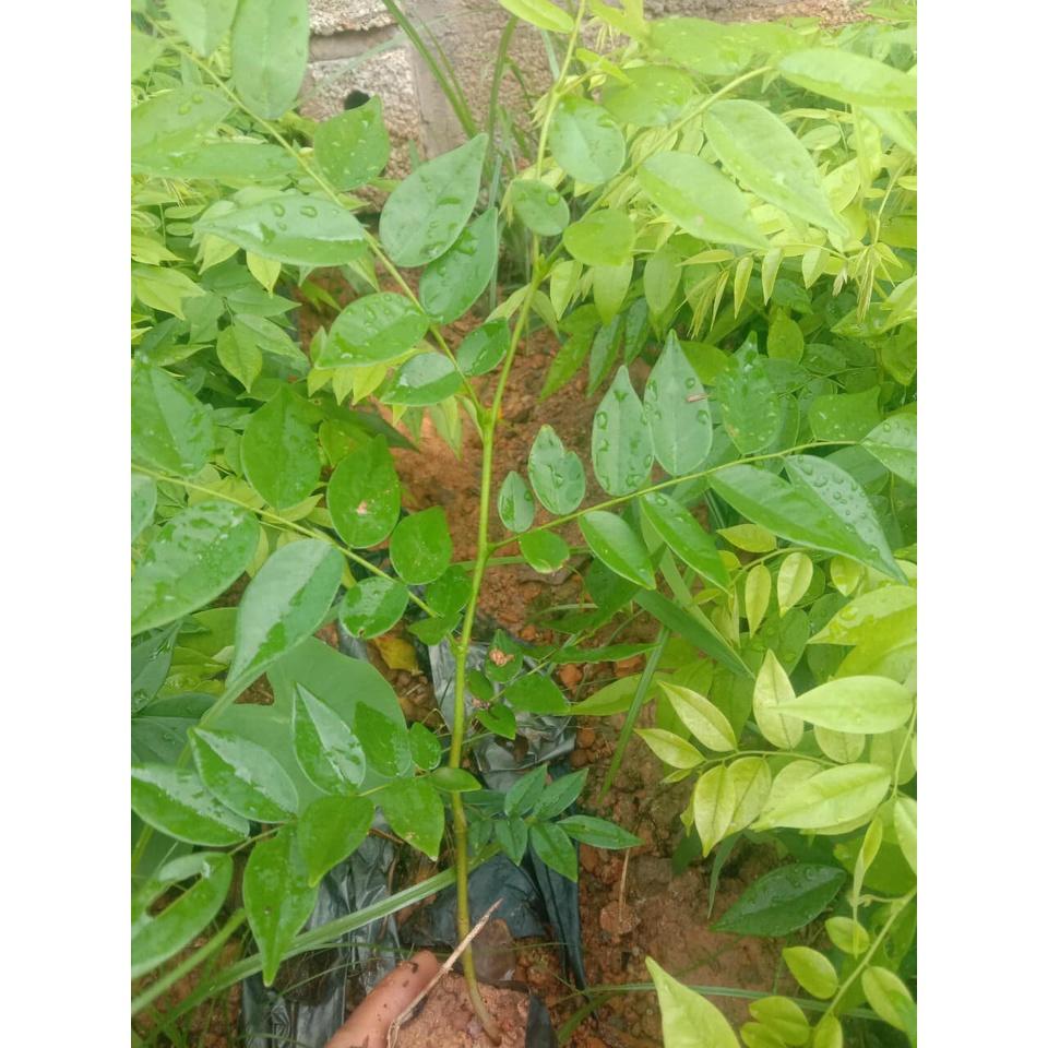 50 gram hạt giống sưa đỏ