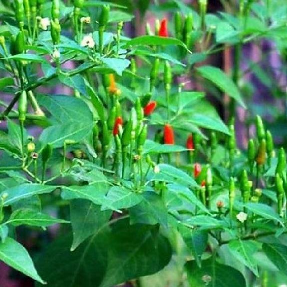Combo 3 gói Hạt giống ớt thóc -gói 30 hạt/tặng kèm gói phân bón lót