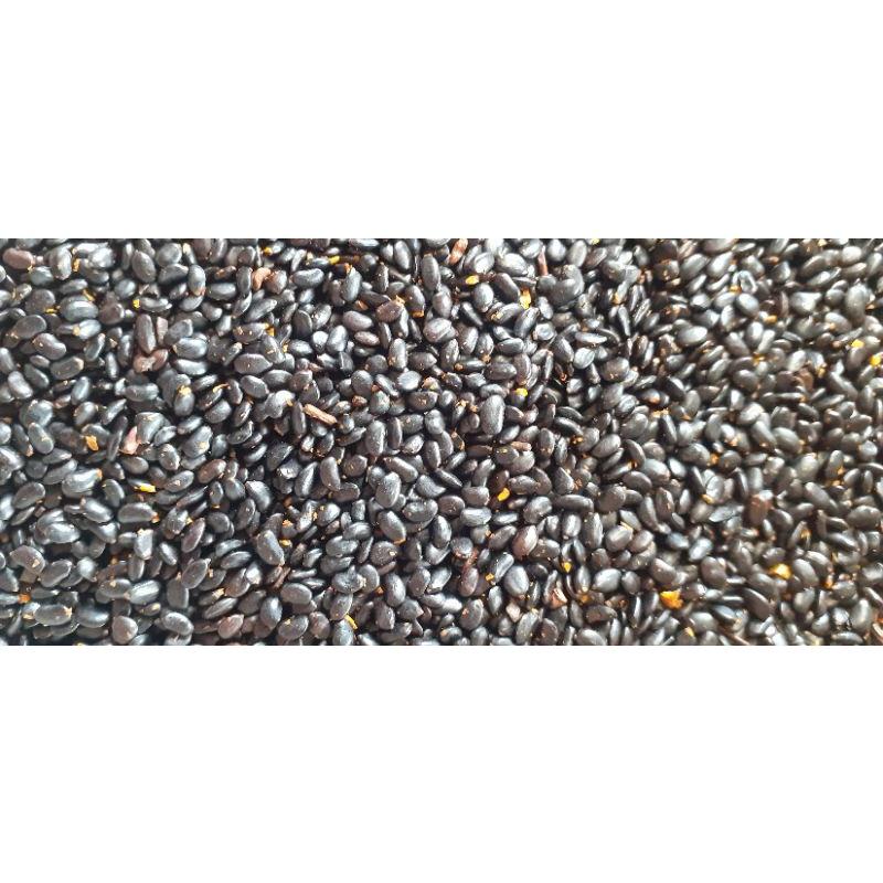 Hạt giống keo tai tượng trồng rừng - gói 100 gram