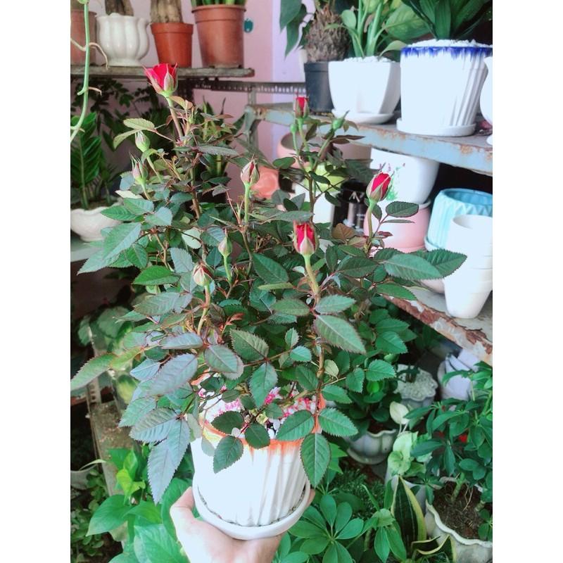 Chậu Cây Hoa Hồng