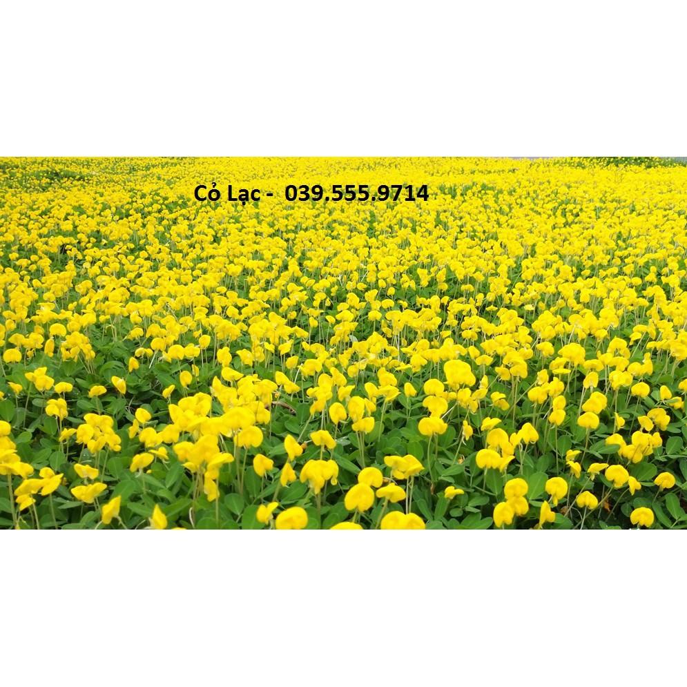 Hạt Cỏ Thảm Lạc Dại 300 Hạt