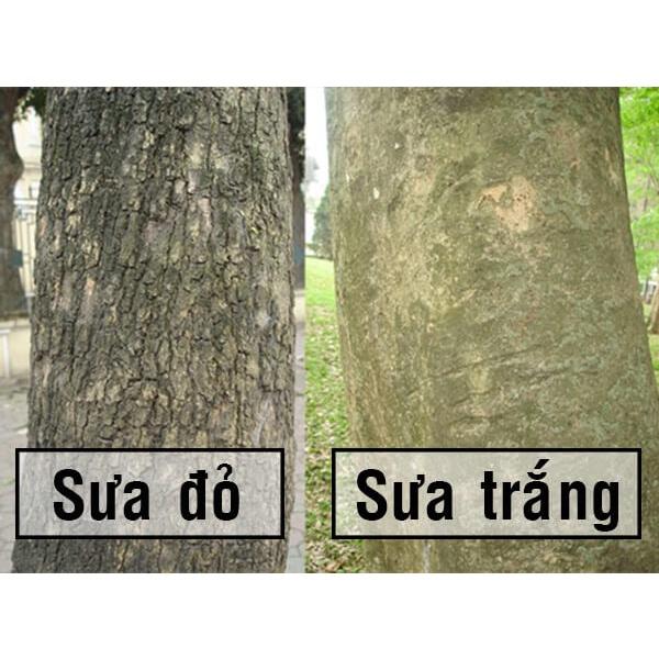 1 KG hạt giống Cây Sưa Đỏ trắng tuyển chọn