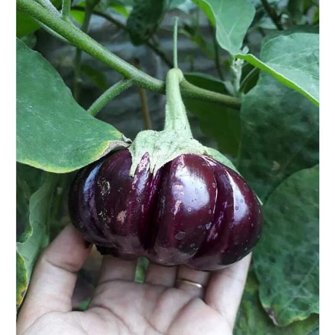 Hạt giống Cà Tím Khía F1 Thái Lan - 1 gói 0.3gr/gói