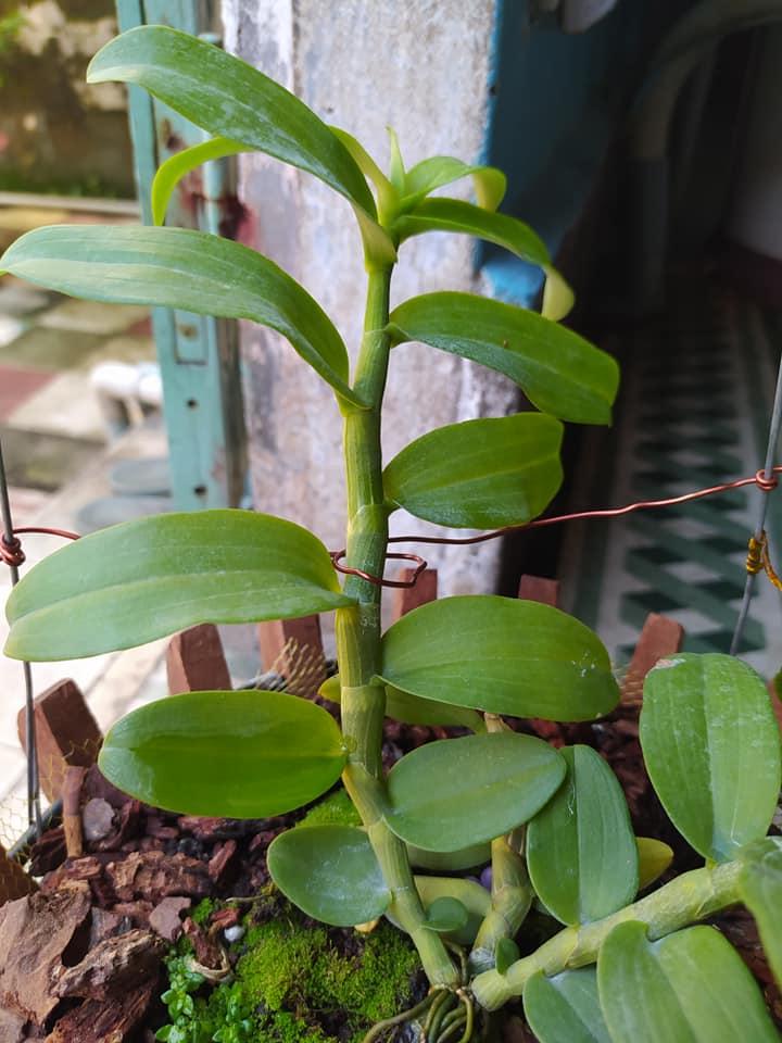 Hoa phong lan giã hạc- 5CT mắt mờ hải dương