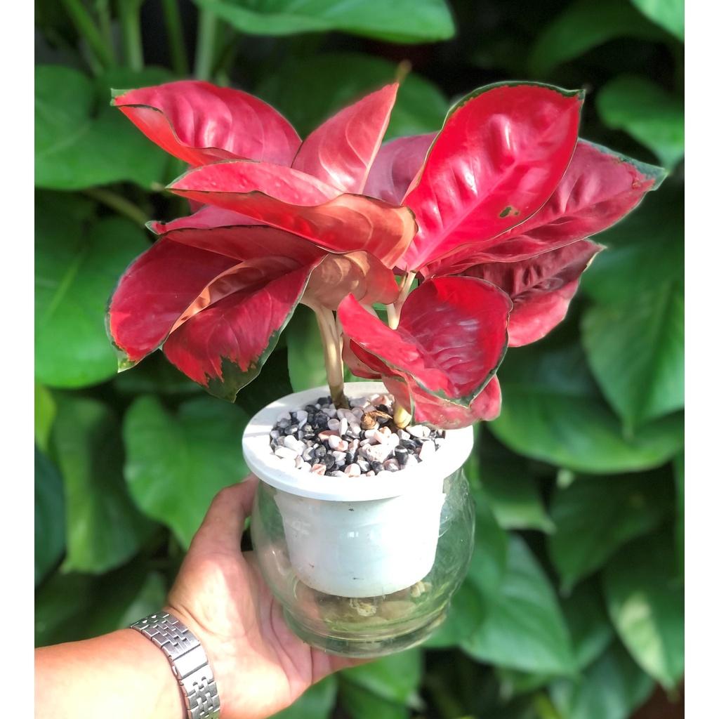 Chậu thủy tinh cây Hồng Phát Lộc thủy canh