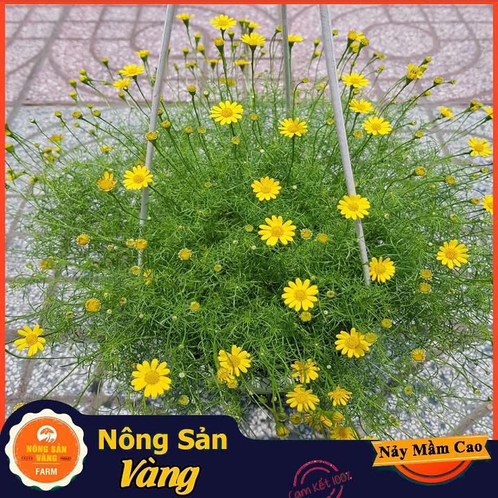 Hạt giống Hoa Cúc Sao Băng Vàng
