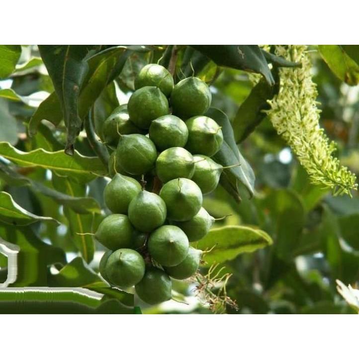 Cây giống MẮC CA - siêu sai quả, giá trị kinh tế cao - Hàng cây giống chuẩn F1