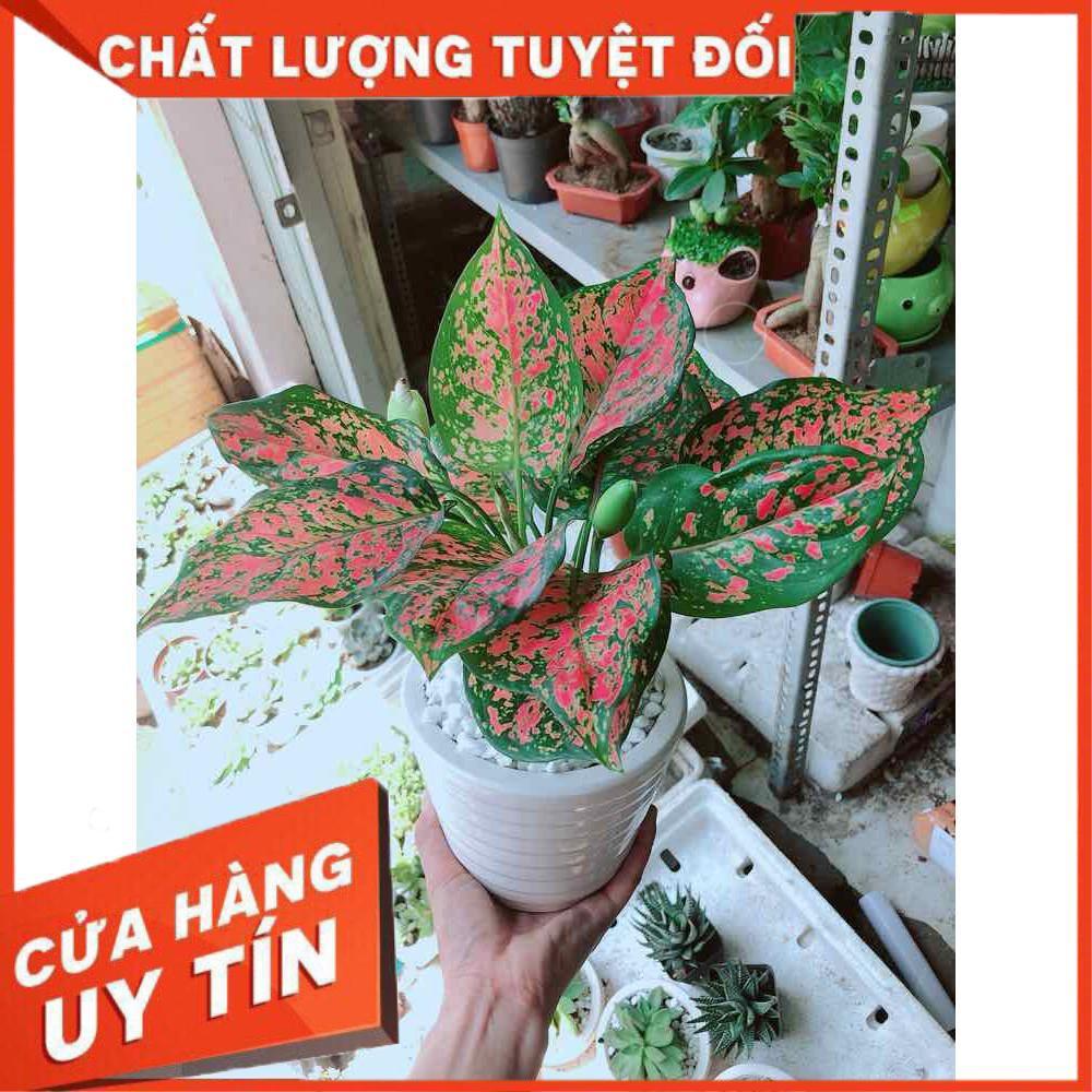 Chậu cây vạn lộc Nhiều Người Mua