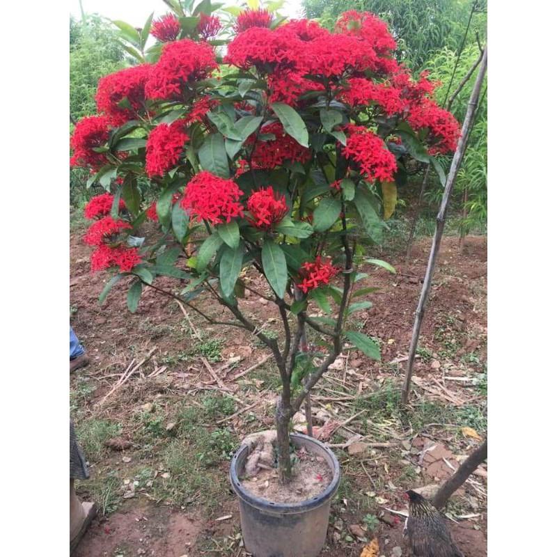 Cây giống mẫu đơn đủ màu
