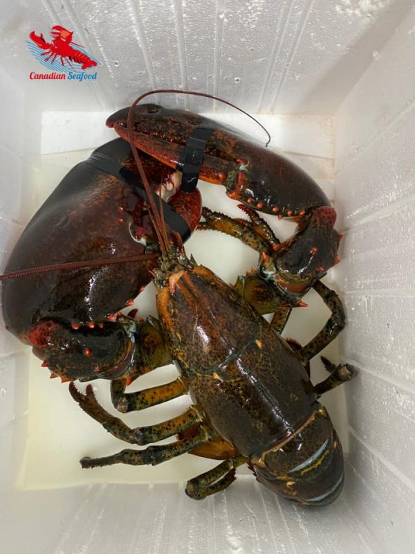 Tôm Hùm Tươi Sống Size ( 2,5KG - 3KG)