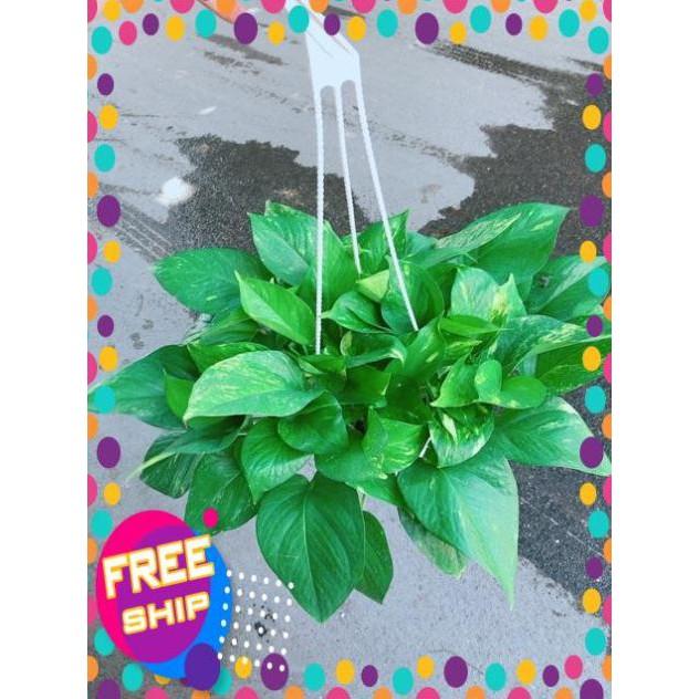 Chậu Trầu Bà Thái Size Đại