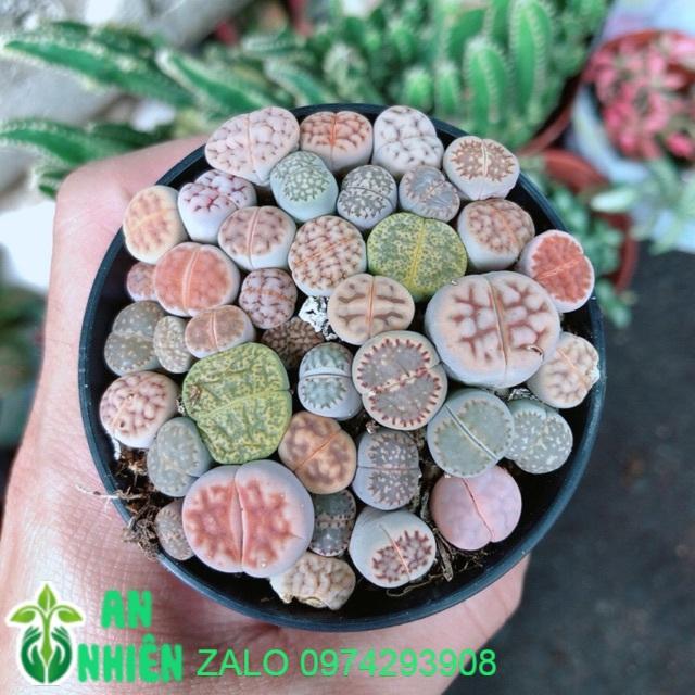 Hoa Sỏi - Lipthop- Mông