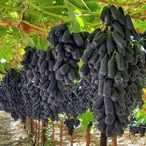 Cây giống nho ngón tay, giống cây ăn quả nhập ngoại, cây giống cao 30cm, giống khỏe đã được thuần chùng dễ trồng
