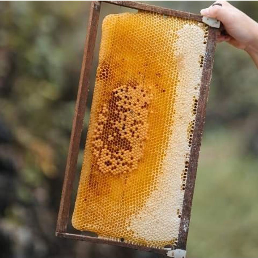 Mật ong rừng nguyên chất Hoa Vải Thiều- 100% Mật ong chín Honimore chai 360g 