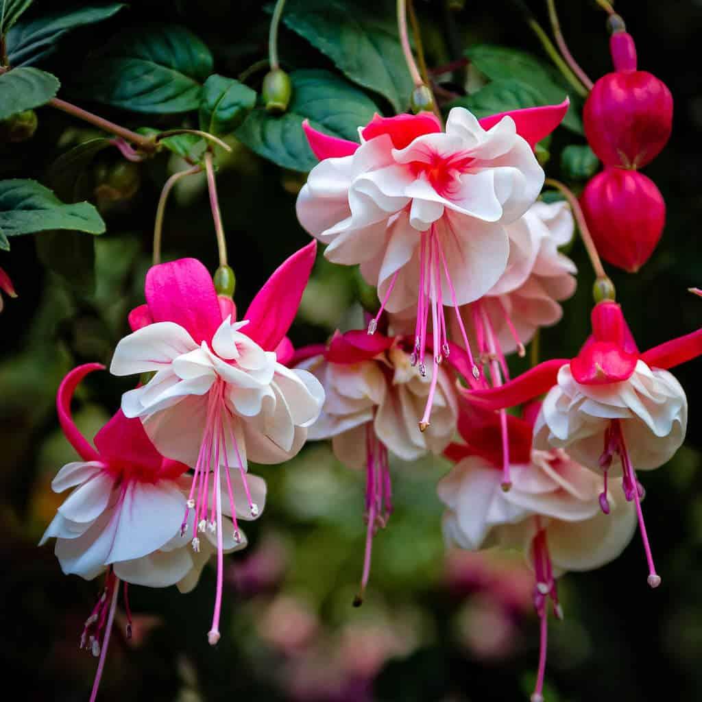 Cây giống hoa lồng đèn