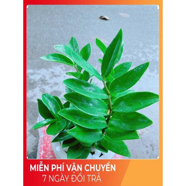 Chậu Kim Tiền Để Bàn