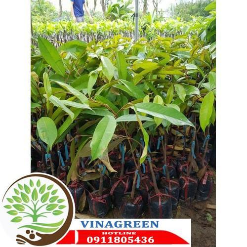 Sản phẩm Cây Ăn Trái cây giống sầu riêng