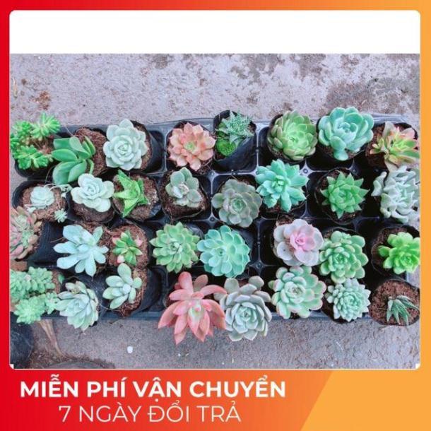 Combo 10 Cây Sen Đá