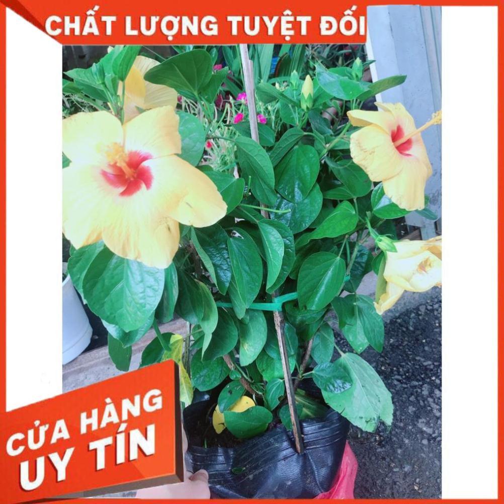 Hoa Dâm Bụt Vàng