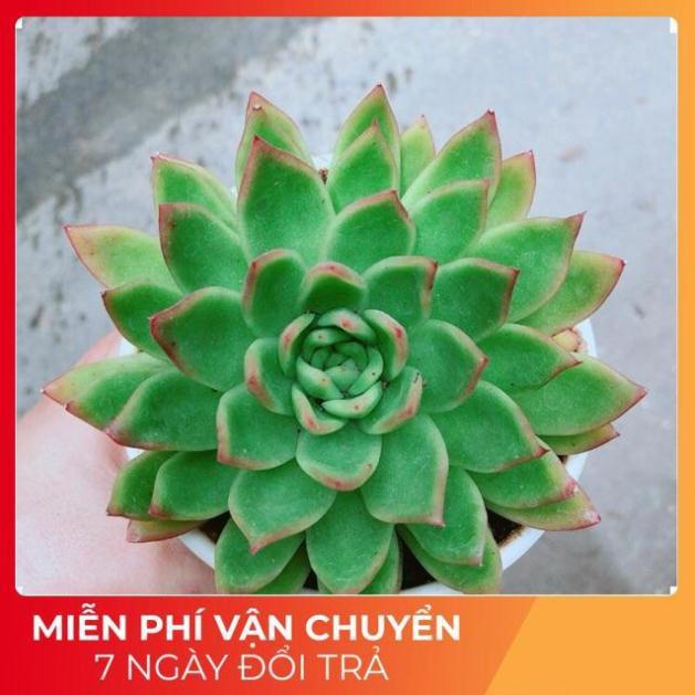 Sen Đá Viền Đỏ