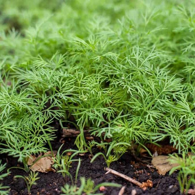 Hạt giống thì là gói 5gr