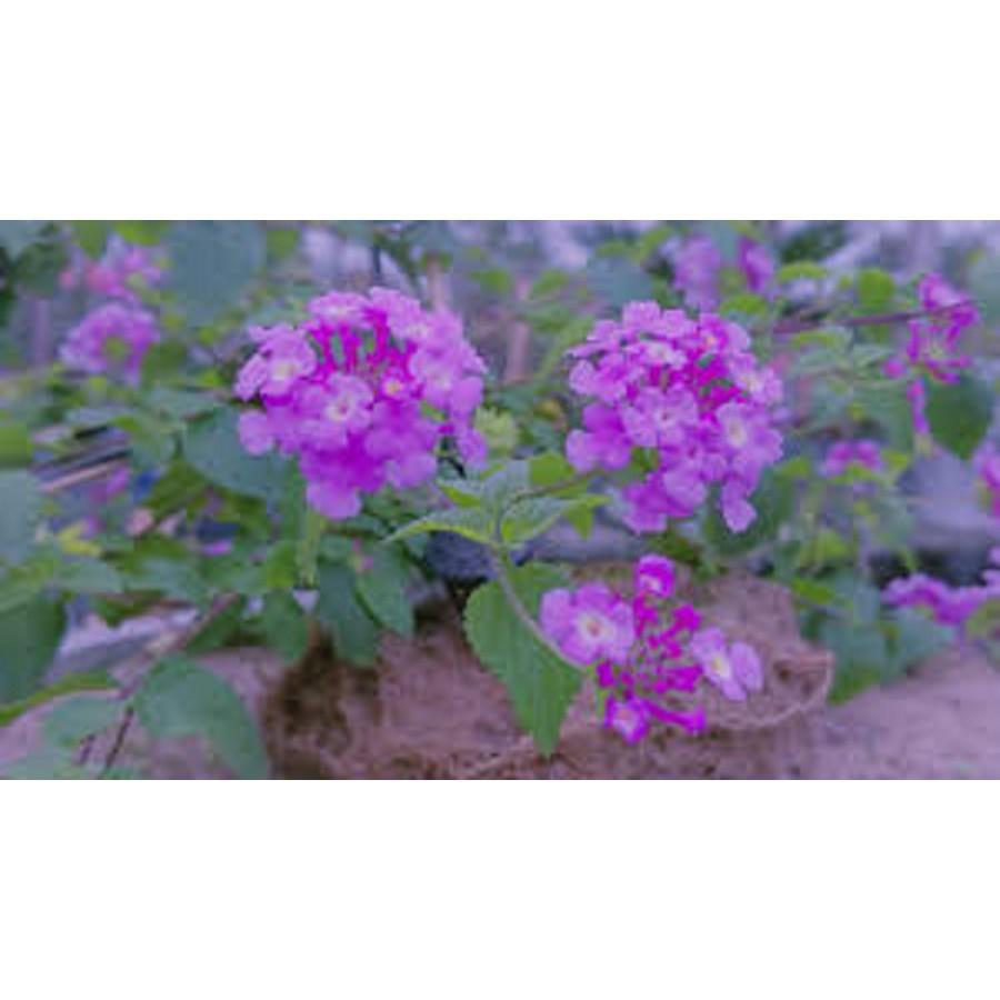 CÂY GIỐNG HOA NGŨ SẮC TÍM RỦ- CÂY NHỠ