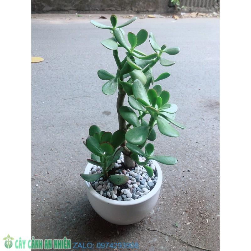 Chậu Cây Ngọc Bích