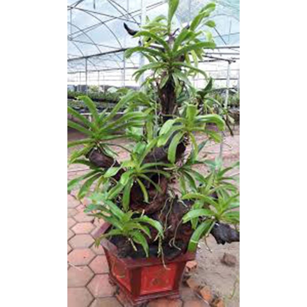 Sản Phẩm Hoa lan đai châu trắng đài loan