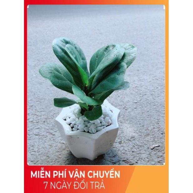 Chậu Bàng Singapore