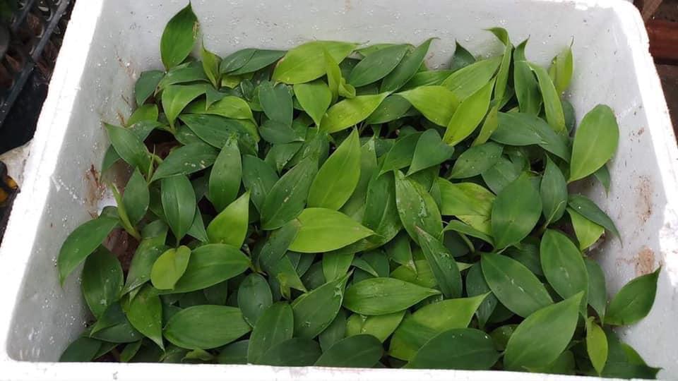 Cây giống chuối già Nam Mỹ