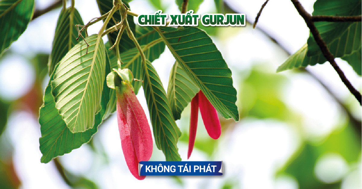 Combo 2 Dầu Gội , Xả Thảo mộc SANI -chanh sả bồ kết Giảm Rụng Tóc, Bạc Tóc 300g