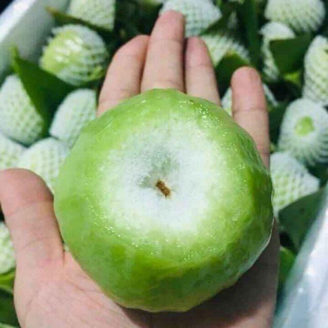Cây roi quả xanh, giống roi quả xanh, quả đặc cực ngọt