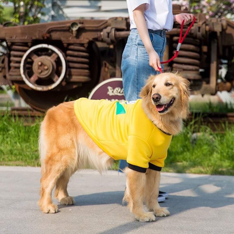 áo thu đông chó lớn Golden Retriever