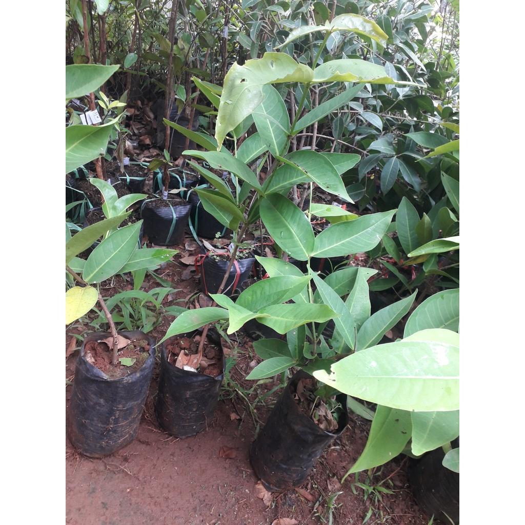 CÂY GIỐNG MẬN AN PHƯỚC thực sinh .