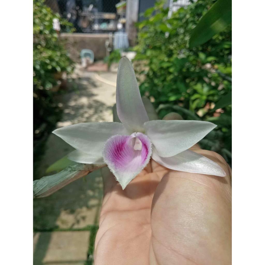 Phi điệp xước giống
