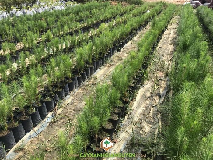 Cây Giống Thông Ba Lá