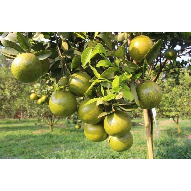 Cây giống quýt đường thái lan