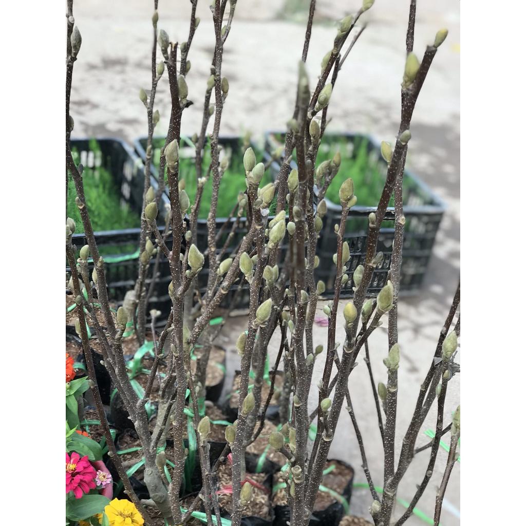 Cây Hoa Mộc Lan Hồng - Cây Hoa Đang Nụ Nở Hoa Vào Dịp Tết Nguyên Đán