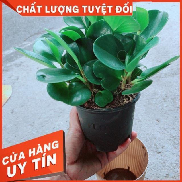 Cây Trường Sinh Kèm Chậu Tự Tưới