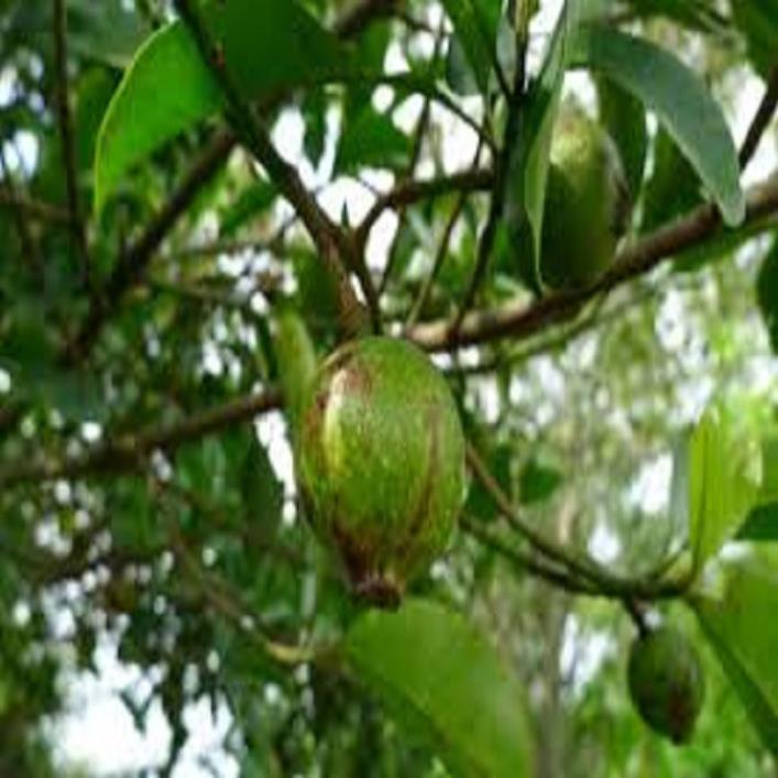 CÂY QUẢ DỌC NẤU CANH CHUA CHUẨN GIỐNG F1