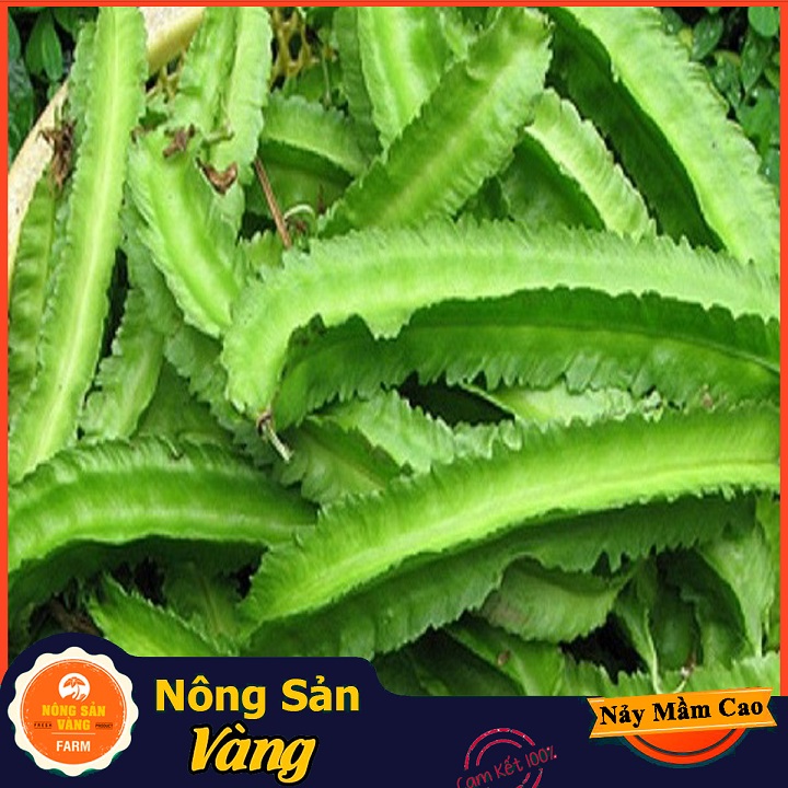 Hạt giống Đậu Rồng - Nông Sản Vàng
