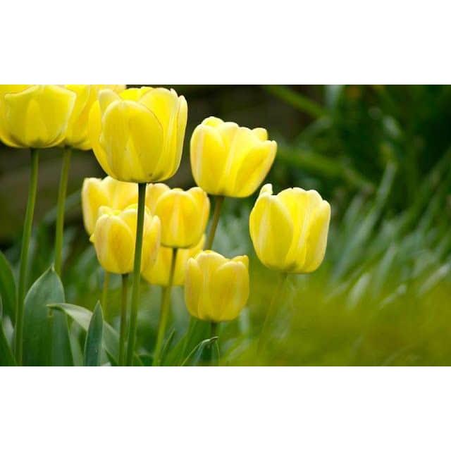 5 củ giống hoa tulip hoa màu vàng - HGNN