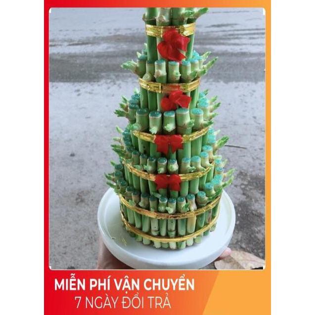 Cây Trúc Phát Tài Kèm Dĩa