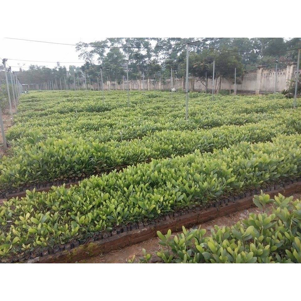200 GRAm HẠT GIỐNG KEO TAI TƯỢNG ÚC tuyển chọn NẢY MẦM CAO.