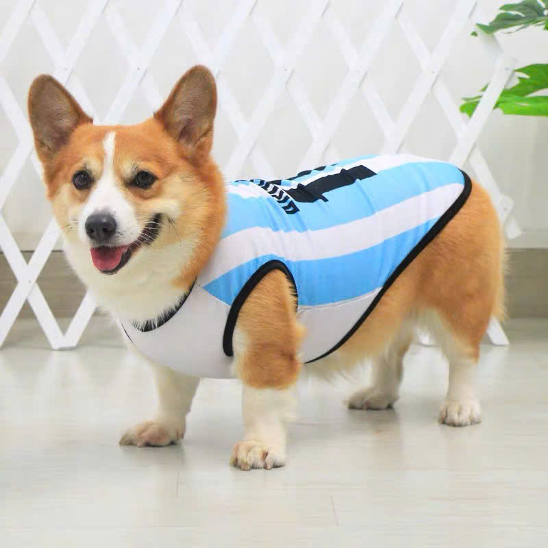 ÁO BÓNG ĐÁ SÔ 10 CHO THÚ CƯNG CHÓ MÈO
