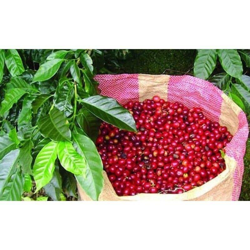 Combo 1kg cà phê chồn rang mộc nguyên hạt thơm ngon đặc biệt vùng đất tây nguyên