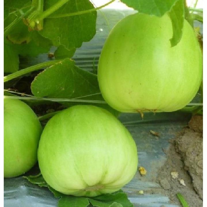 Combo 4 gói Hạt giống Dưa lê siêu ngọt -gói 10 hạt/tặng kèm gói phân bón lót