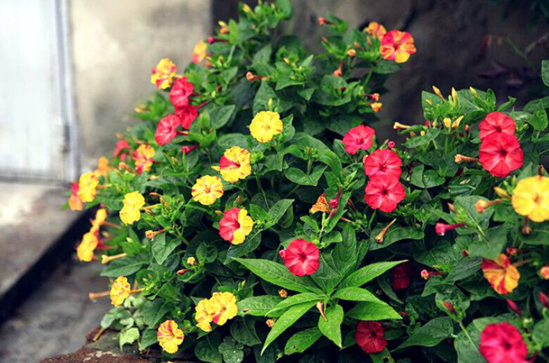 Hạt giống Hoa Phấn