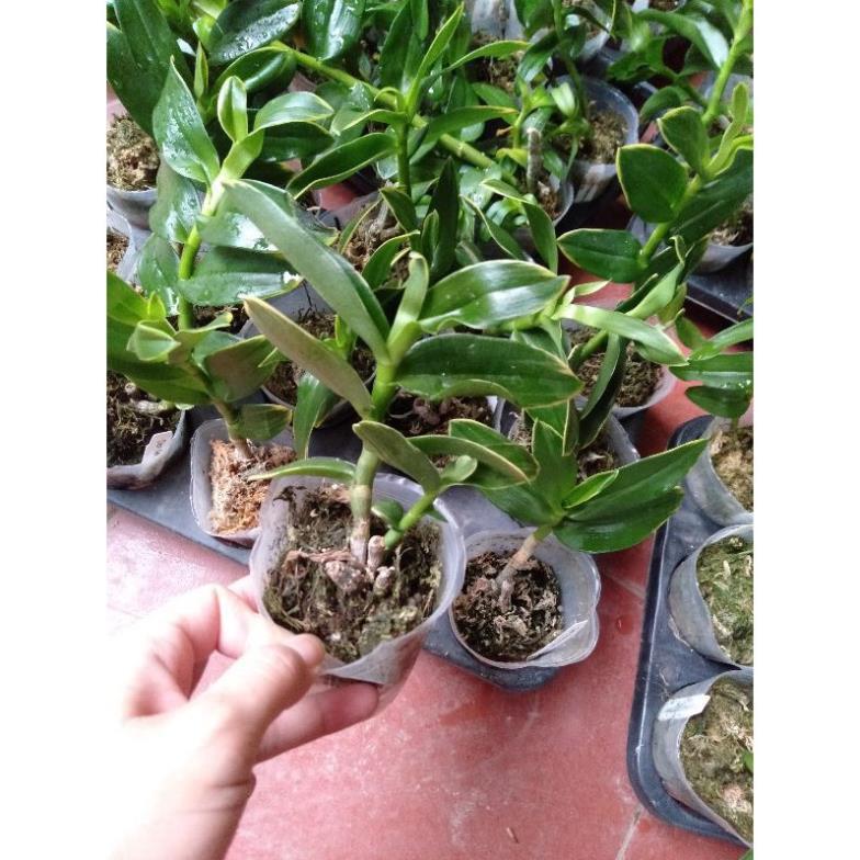 Hoa phong lan trầm lá biên vàng