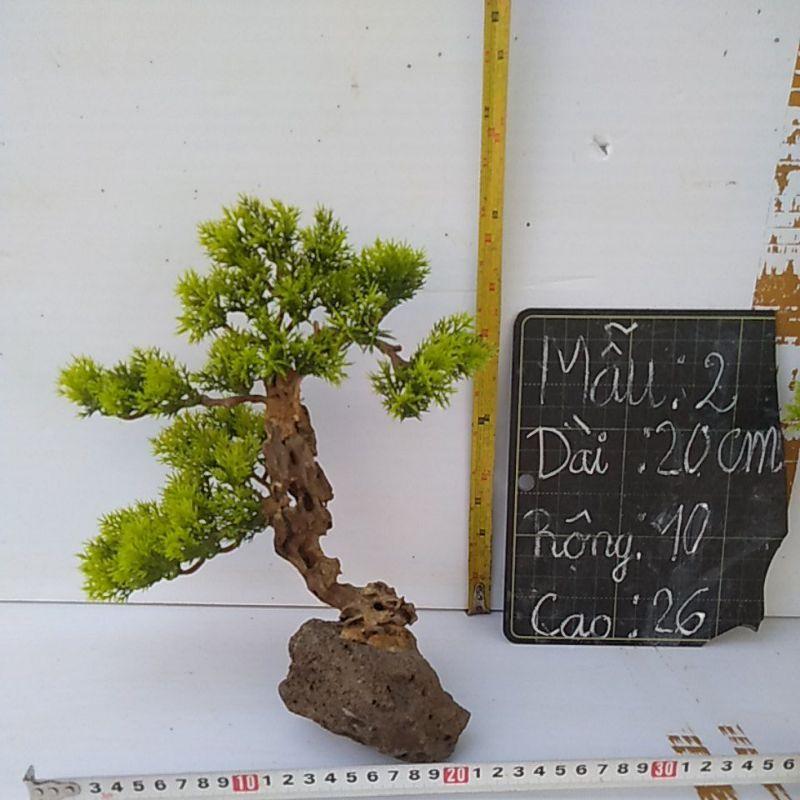 Bonsai bể cá cảnh